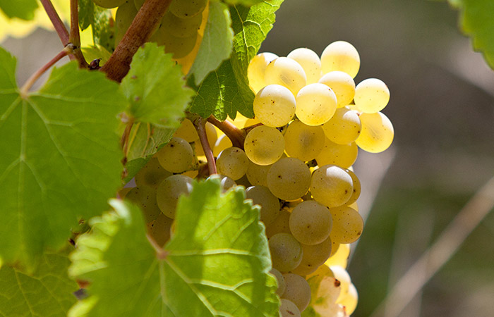 vigne vouvray